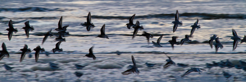 Sanderling And Dunlin In Flight